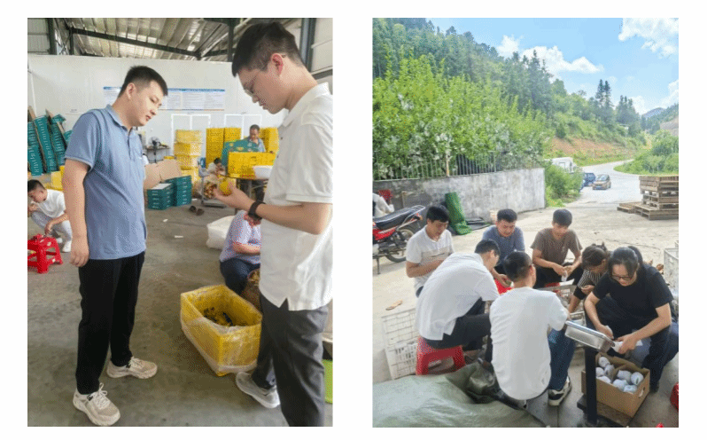 Beat365官方网站科技特派员赴九峰镇 为黄金柰李保鲜裂果支招